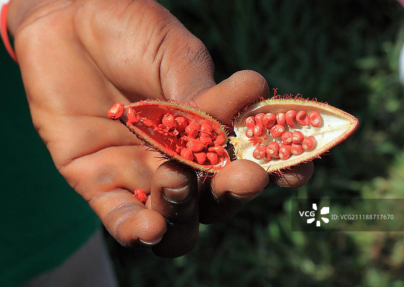 手拿水果和种子从红木灌木(Bixa orellana)，香料，桑给巴尔，坦桑尼亚，非洲图片素材