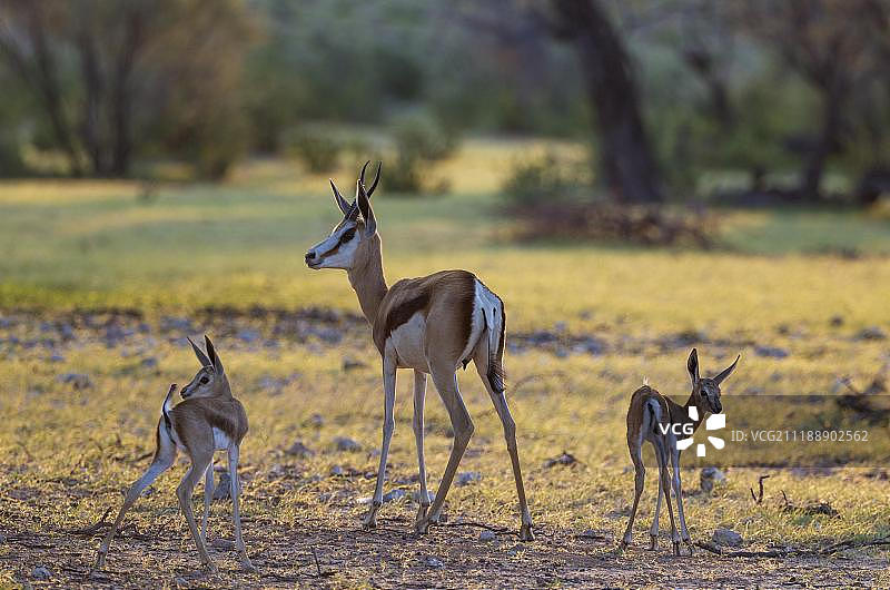 羚羊(Antidorcas marsupialis)，母羊和两只新生羊羔，雨季，卡拉哈里沙漠，卡拉加迪越境公园，南非，非洲图片素材