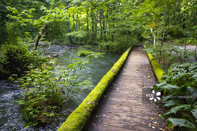 日本奥入濑溪的散步道图片素材