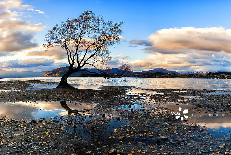 瓦纳卡湖的一棵树图片素材