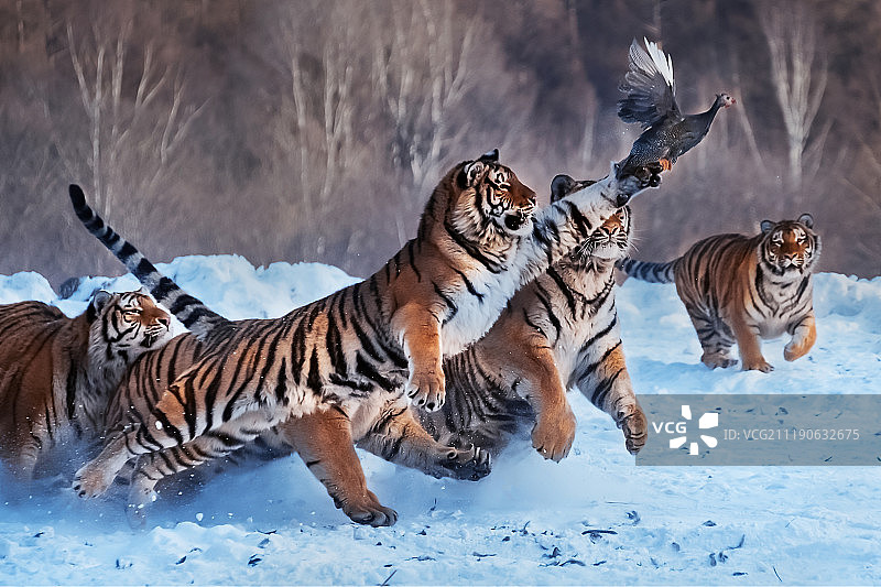 黑龙江省冬天雪地里捕食的虎群图片素材