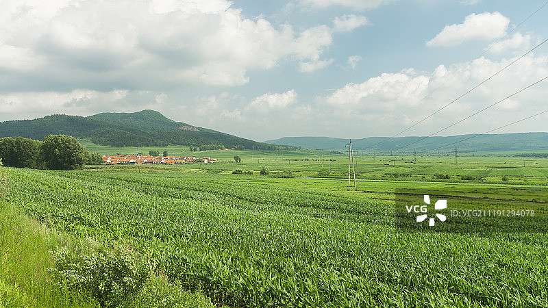 夏季黑龙江的农田图片素材