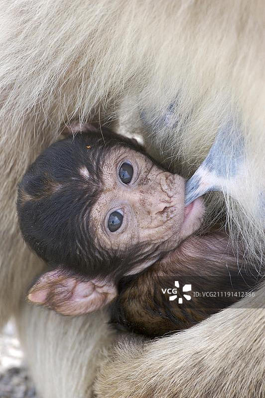 巴巴里猕猴(猕猴sylvanus)，新生，哺乳，直布罗陀，欧洲图片素材