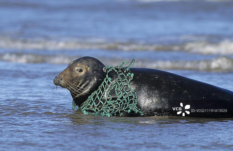 英国林肯郡，欧洲，英国，灰海豹，成年，用渔网钩住脖子图片素材