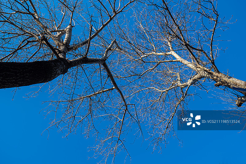 冬季798文创园内的树图片素材