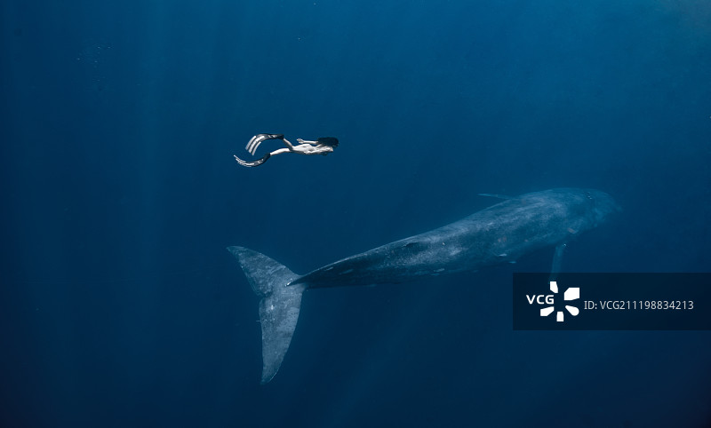 斯里兰卡追鲸图片素材