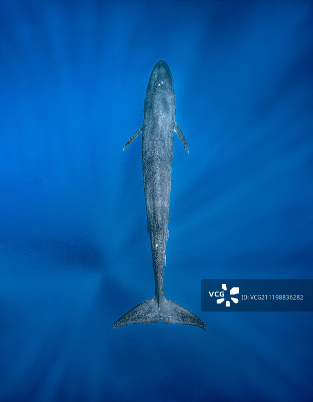 斯里兰卡蓝鲸图片素材