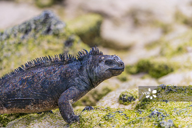 行走的加拉帕戈斯海鬣蜥图片素材