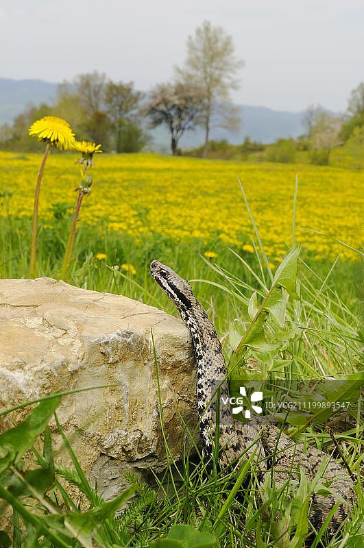 毒蛇(蝮蛇)，成虫，在岩石旁晒太阳，在蒲公英田栖息地，意大利，欧洲图片素材