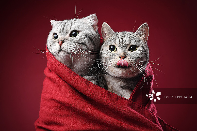 红色背景上的两只猫图片素材