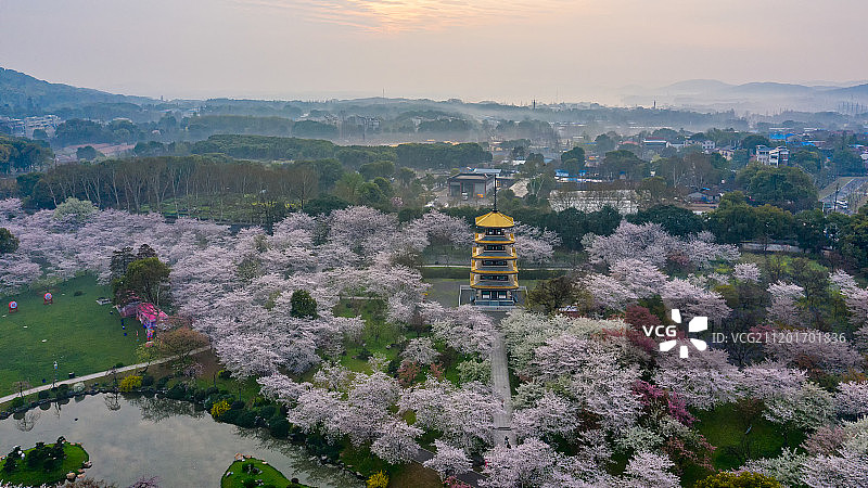 航拍樱花季武汉樱花园图片素材