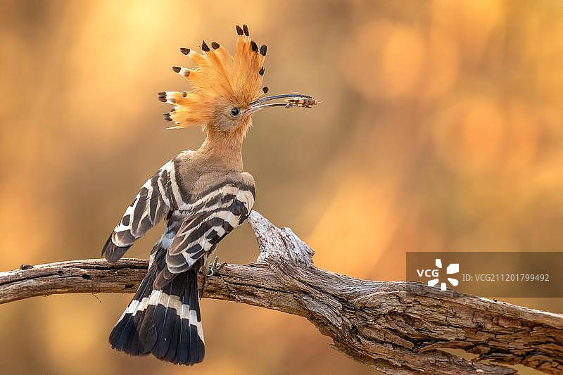 戴胜鸟(乌pupa epops)，成年鸟在日落与蚱蜢作为猎物，生物圈保护区Mittelelbe，萨克森-安哈尔特，德国，欧洲图片素材