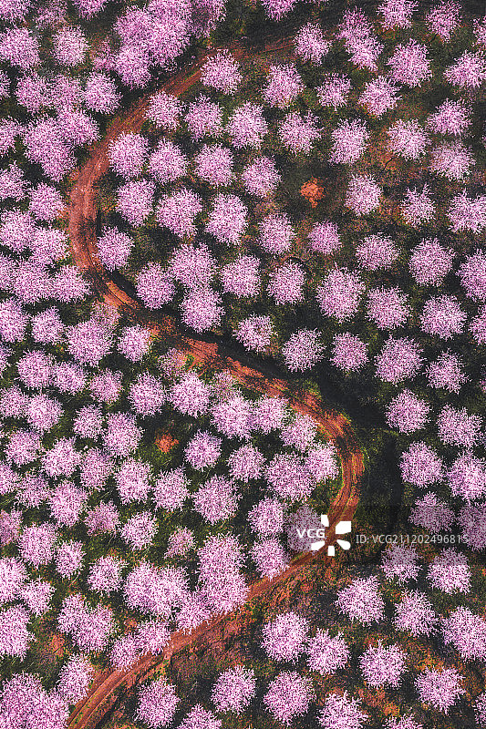 樱花八卦图图片素材