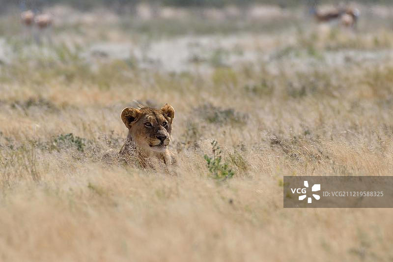 非洲纳米比亚Etosha国家公园，年轻的雄狮躺在干燥的草地上，警惕图片素材