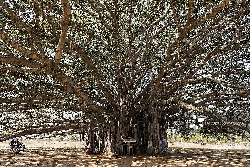 400年的榕树(班加勒榕)靠近迈苏鲁，卡纳塔克邦，印度，亚洲图片素材