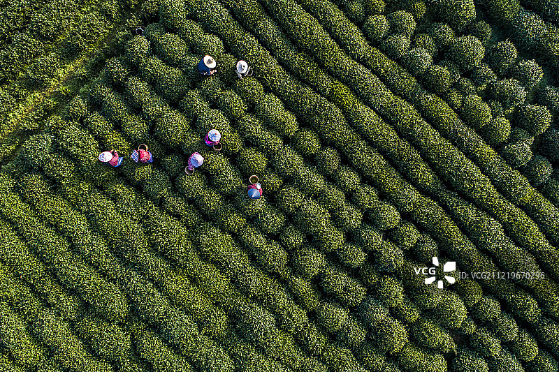 杭州 西湖龙井茶基地 龙坞茶村 航拍图片素材