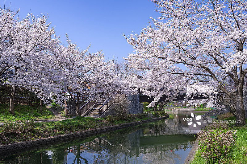 日本京都，阜见，中岛，沿着一条运河(堀川)的樱花图片素材