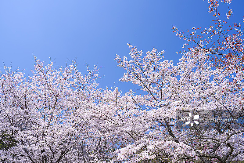 樱花盛开，龟山公园岚山，佐野，京都，日本图片素材