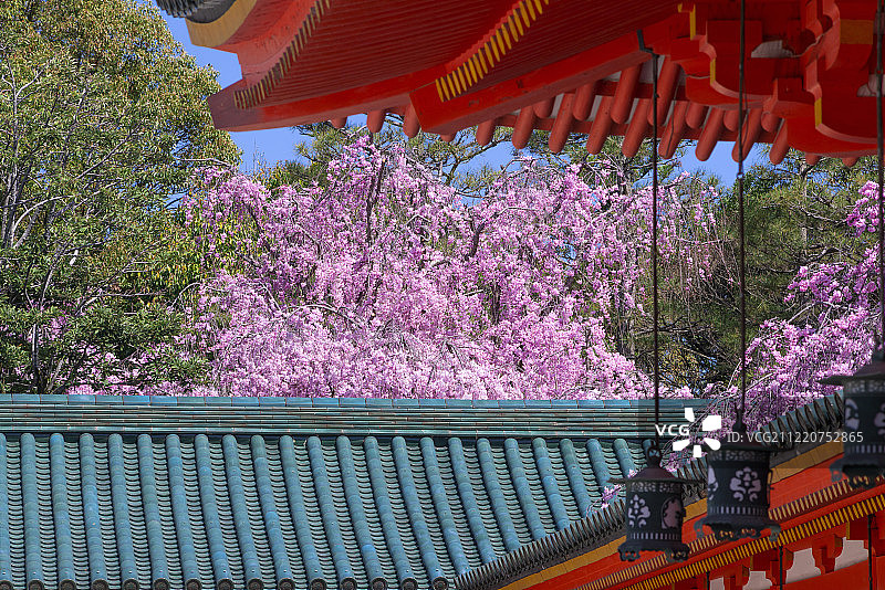 日本京都平安神宫神社走廊上盛开的樱花图片素材