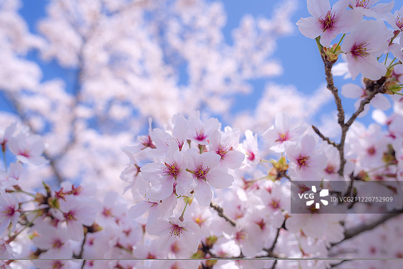 樱花，日本京都岚山图片素材