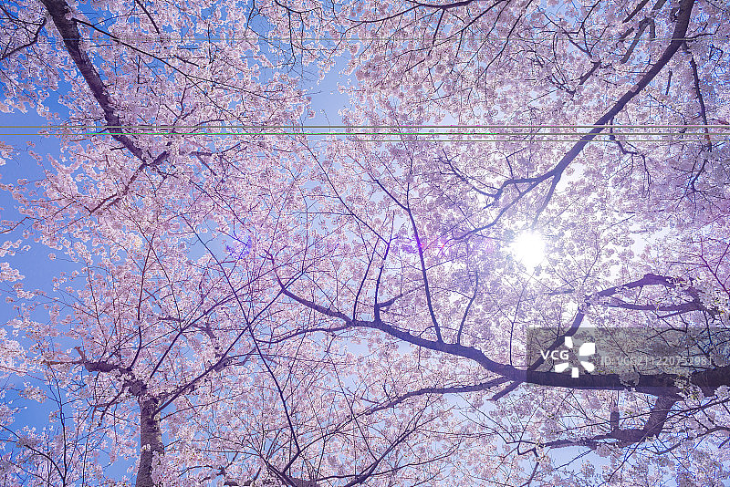 日本兵库县赤子赤崎的樱花图片素材
