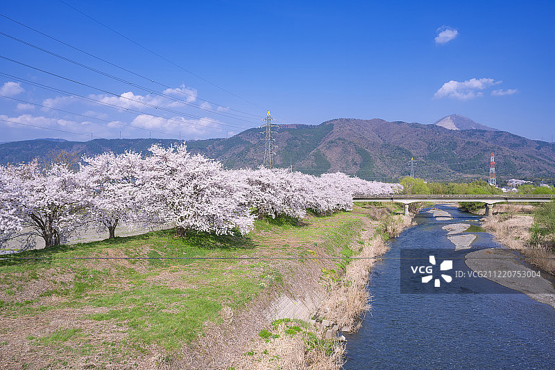 日本志贺县长滨，战时的古战场，安川河边的一排樱花树图片素材