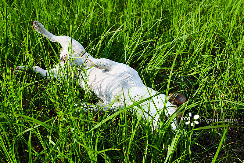 可爱的狗躺在草地上图片素材