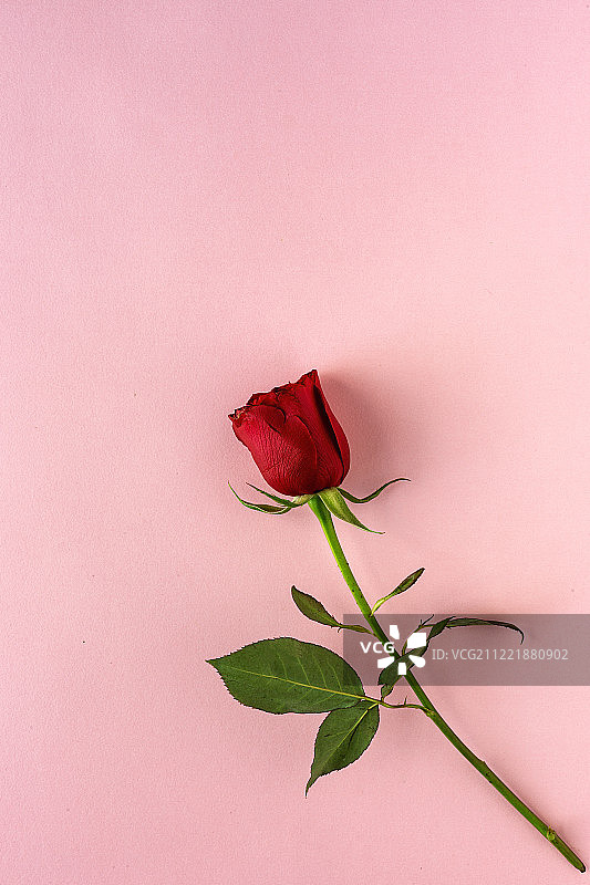 粉红色背景的红玫瑰图片素材