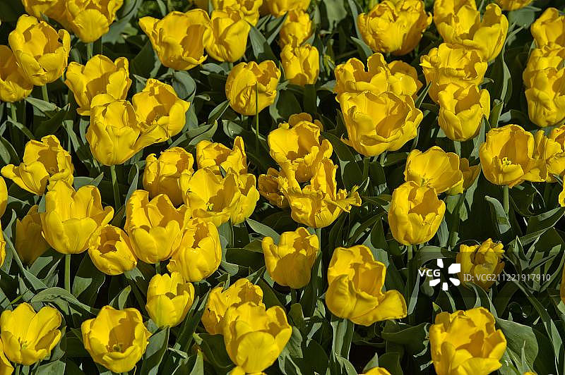 黄色郁金香(Tulipa sp.)，雨罗品种，历史悠久的郁金香品种，1925年，库肯霍夫花园，利瑟，荷兰图片素材