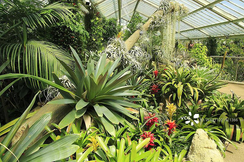 英国伦敦皇家植物园威尔士公主温室内的热带雨林环境图片素材