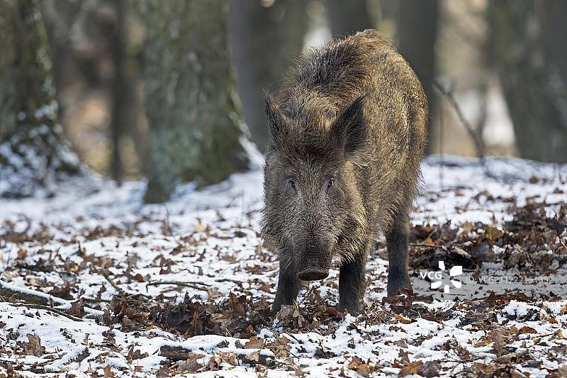 雪中的野猪(Sus scrofa)，圈养，石勒苏益格荷尔斯泰因，德国，欧洲图片素材