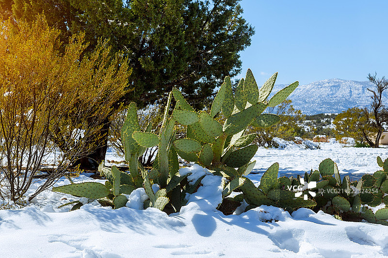 晨光照在亚利桑那州一棵被雪覆盖的仙人掌上图片素材