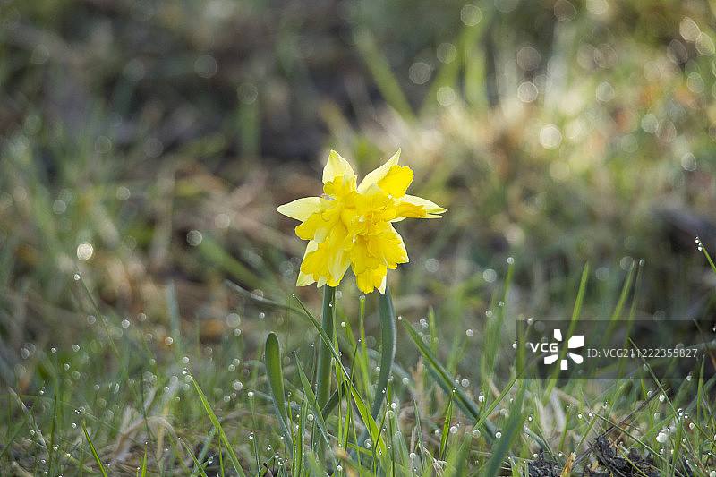 鲜艳的黄色盛开的水仙花在露水草像春天的信使图片素材