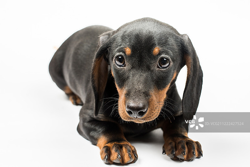 黑色小狗达克斯猎犬的肖像与悲伤的看在白色的背图片素材