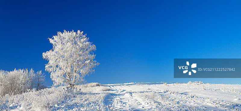 冬季景观全景与蓝天，田野和O图片素材