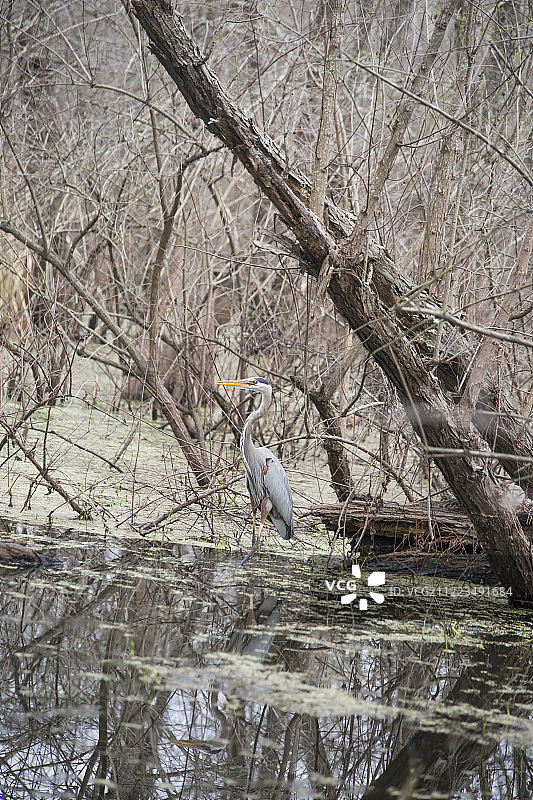 大蓝鹭(Ardea herodias)在沼泽里静静地钓鱼图片素材
