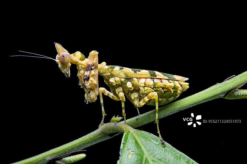 南美洲厄瓜多尔亚苏尼国家公园，亚马逊雨林，螳螂(Callibia diana)的绿色伪装图片素材
