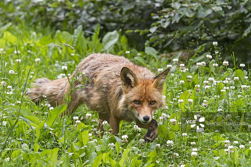 红狐(Vulpes Vulpes)在草地上奔跑，石勒苏益格-荷尔斯泰因，德国，欧洲图片素材
