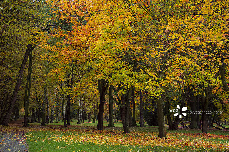 秋天的公园与树叶相映成趣。美丽的照片,bac图片素材