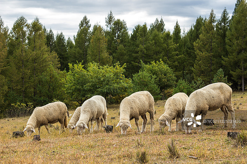 长白山原野上的羊群图片素材
