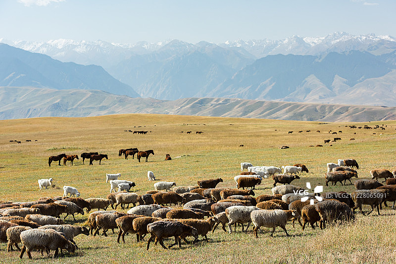 新疆喀拉峻草原上自由的羊群图片素材