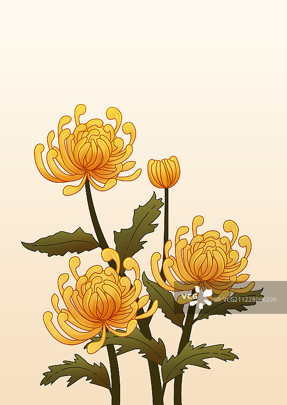 秋天简约的黄色菊花图片素材
