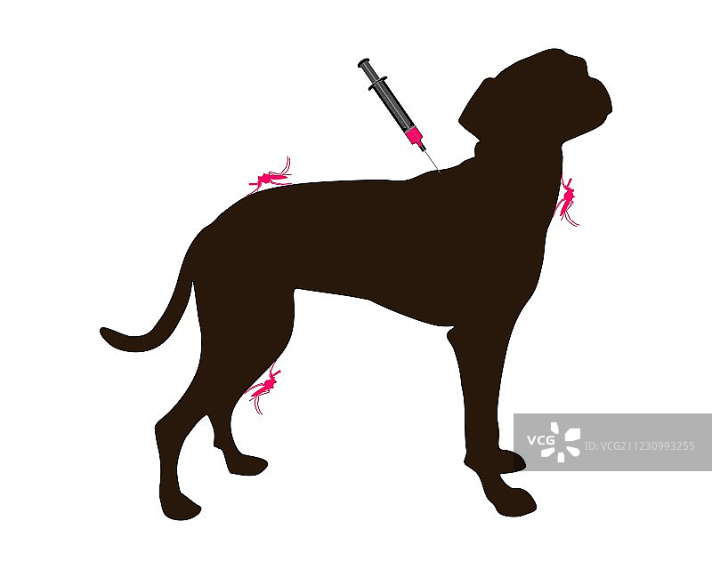 狗接种了防蚊子叮咬的疫苗图片素材