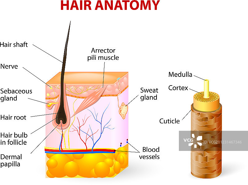 头发解剖图图片素材