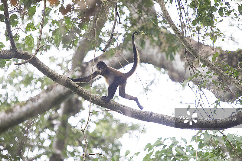 自然照片singleâAzueroâ蜘蛛monkeyâ(Atelesâgeoffroyiâazuerensis)â在一棵树上，Azueroâ半岛，Losâ桑托斯省，巴拿马图片素材