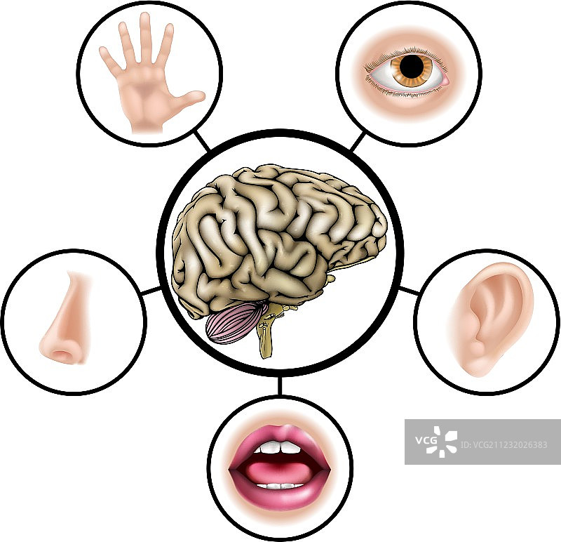 五种感官的大脑图片素材