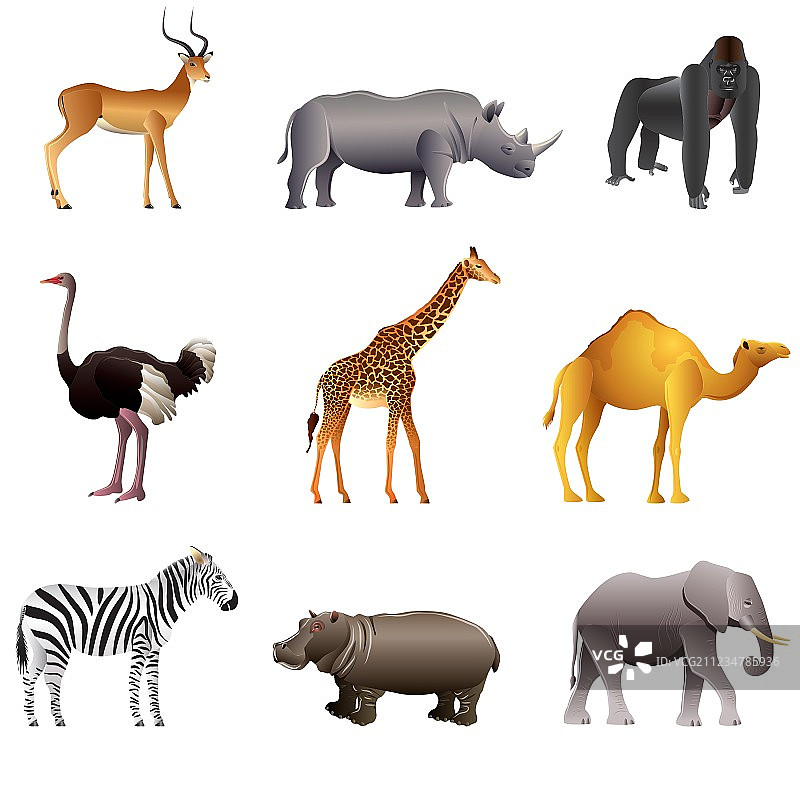 非洲动物组图片素材