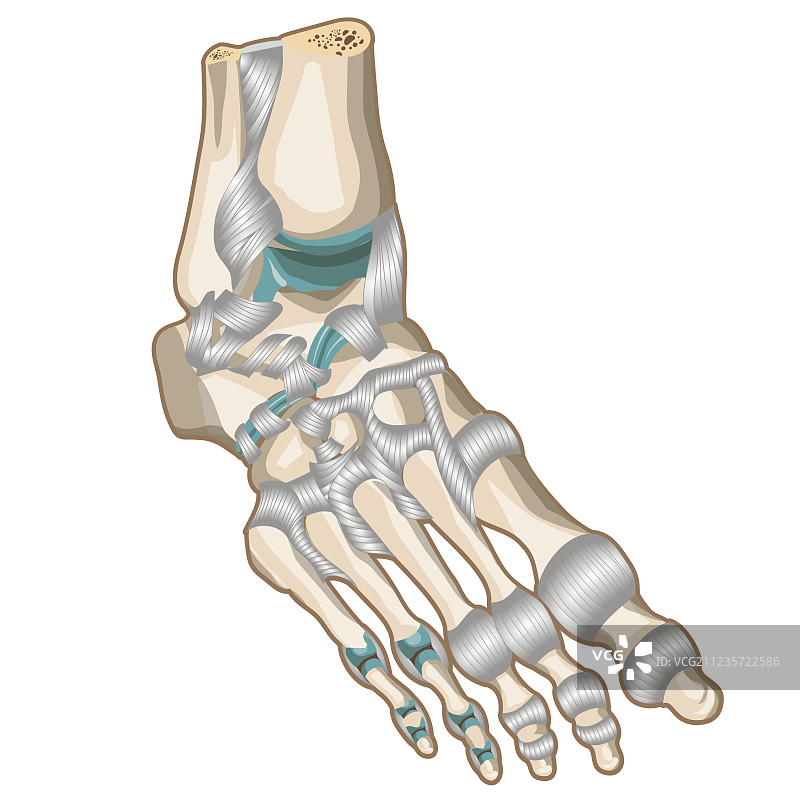 足部韧带和关节图片素材