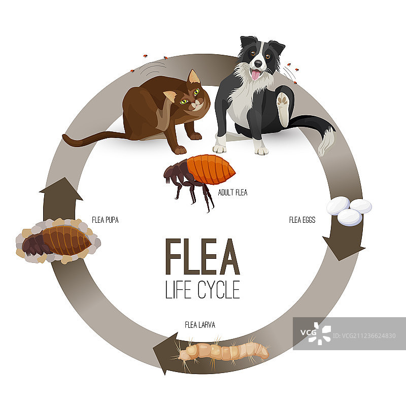 跳蚤的生命周期与标题循环图片素材