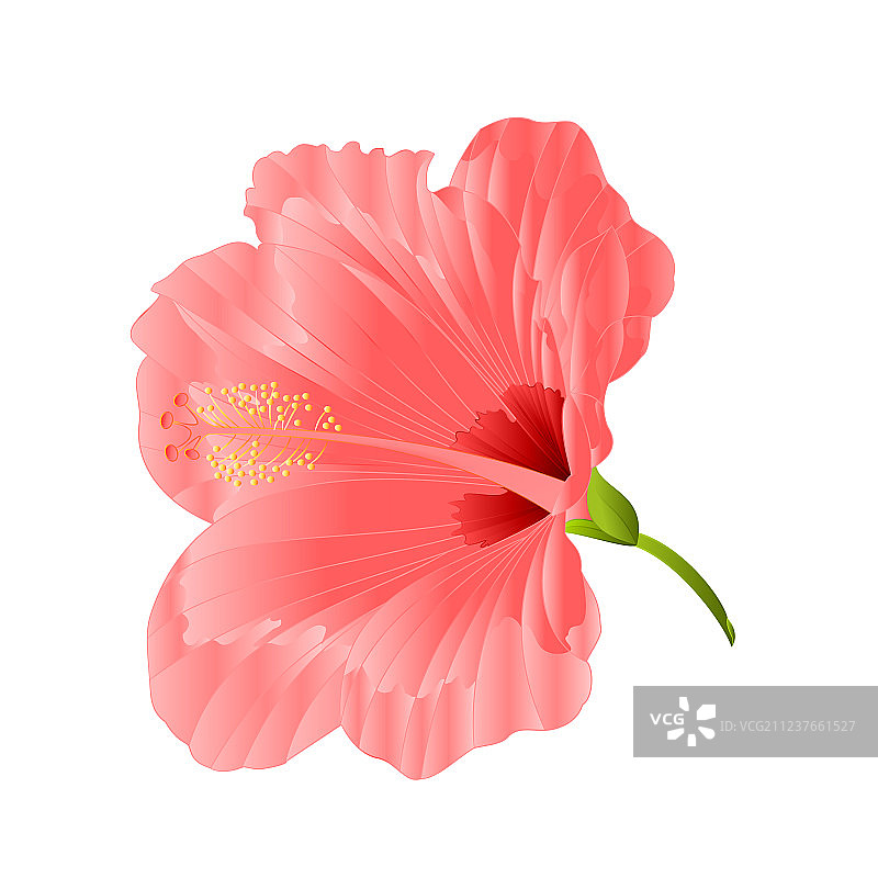 花属热带植物芙蓉粉图片素材